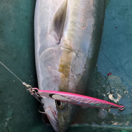 サンマリン 釣果