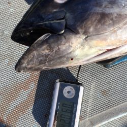 渡船屋たにぐち 釣果