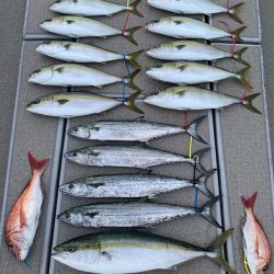 SeaRide(シーライド) 釣果