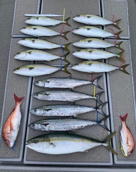 SeaRide(シーライド) 釣果