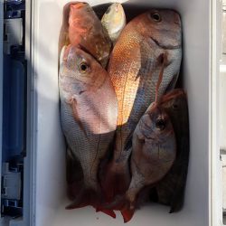 フィッシング キッタカ 釣果