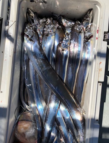 フィッシング キッタカ 釣果