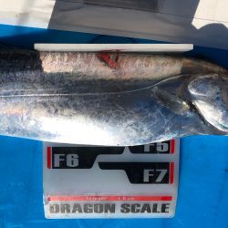 フィッシング キッタカ 釣果