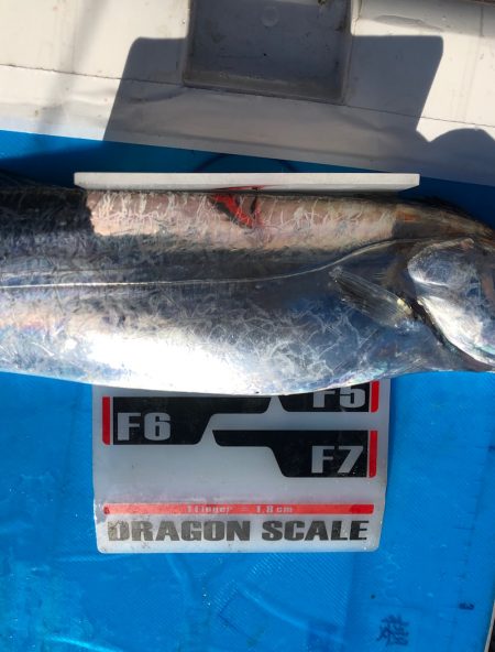 フィッシング キッタカ 釣果