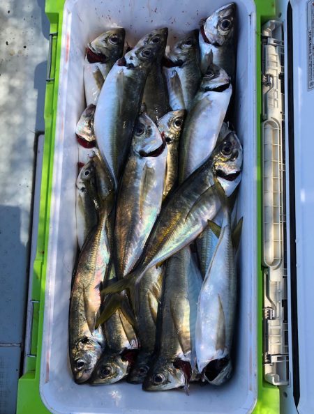 フィッシング　キッタカ 釣果