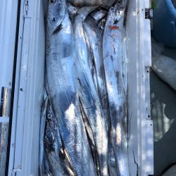 フィッシング キッタカ 釣果