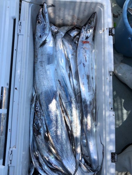 フィッシング キッタカ 釣果