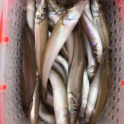 フィッシング キッタカ 釣果