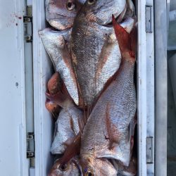 フィッシング キッタカ 釣果