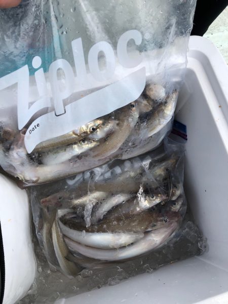 フィッシング キッタカ 釣果