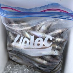 フィッシング キッタカ 釣果