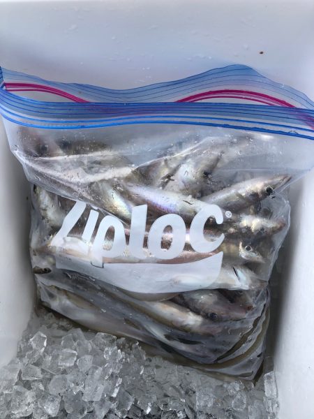 フィッシング キッタカ 釣果