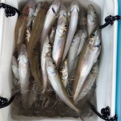 フィッシング キッタカ 釣果