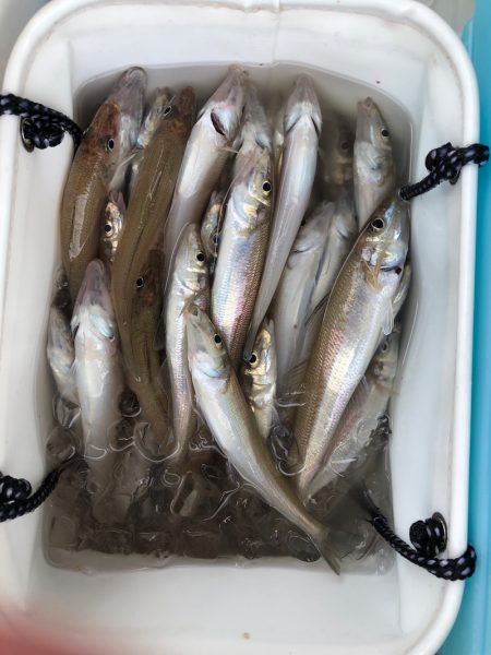 フィッシング キッタカ 釣果