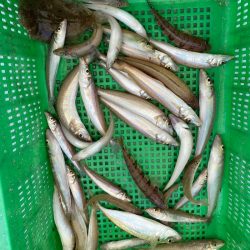 岡田釣船　八英丸 釣果