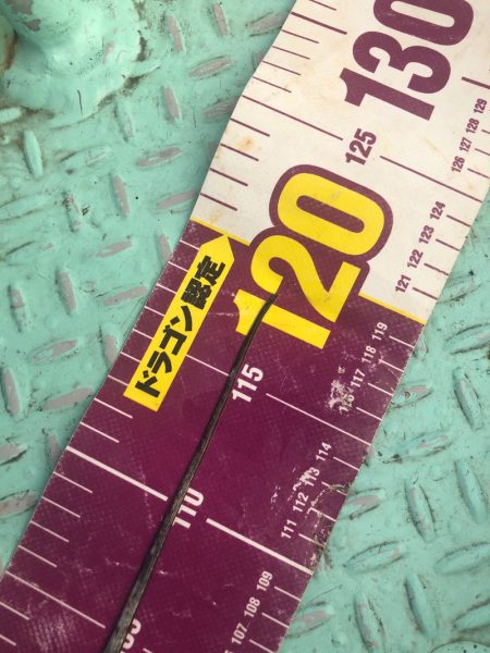 ヤザワ渡船 釣果