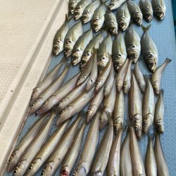 岡田釣船　八英丸 釣果