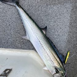 「LaGooN」蒼陽丸 日和号 釣果