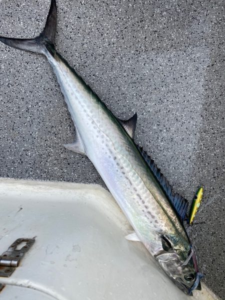 「LaGooN」蒼陽丸 日和号 釣果