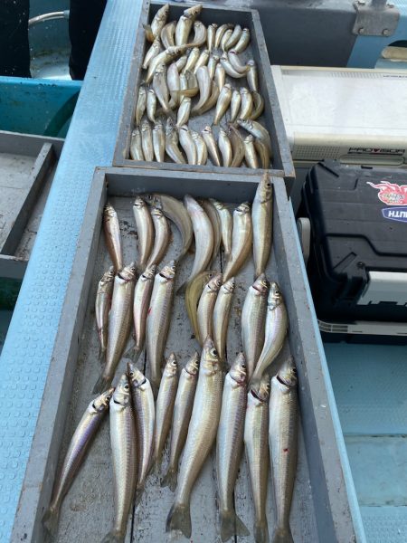 岡田釣船　八英丸 釣果