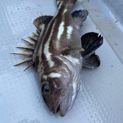 遊漁船ブルーウッズ 釣果