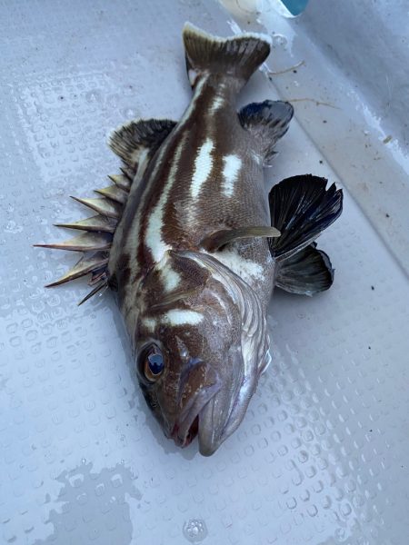 遊漁船ブルーウッズ 釣果