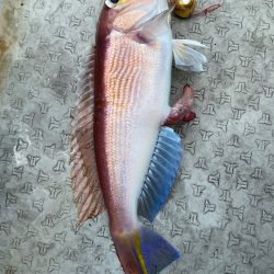 あみや渡船 JIGBOY 釣果