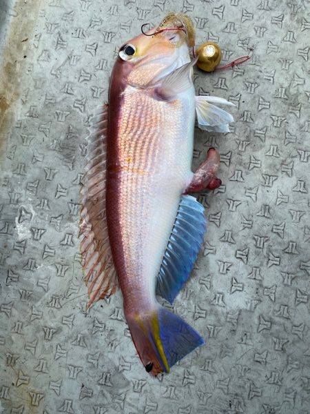 あみや渡船 JIGBOY 釣果