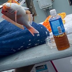 あみや渡船 JIGBOY 釣果