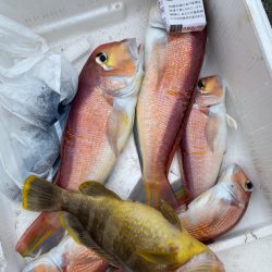 あみや渡船 JIGBOY 釣果