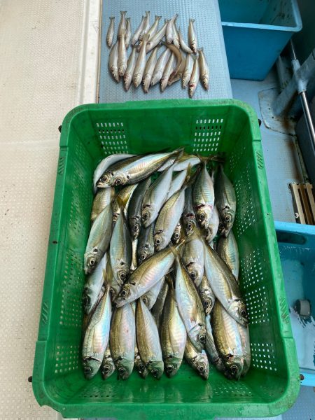 岡田釣船　八英丸 釣果