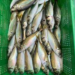 岡田釣船 八英丸 釣果