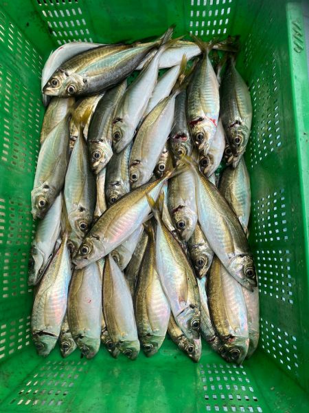 岡田釣船 八英丸 釣果