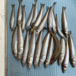 岡田釣船 八英丸 釣果