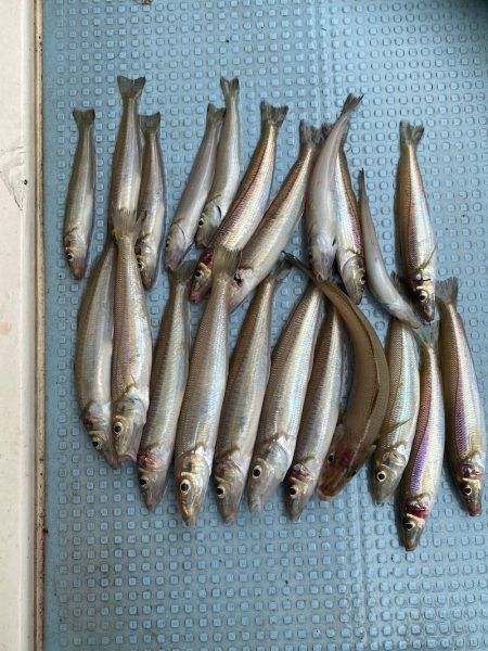 岡田釣船 八英丸 釣果