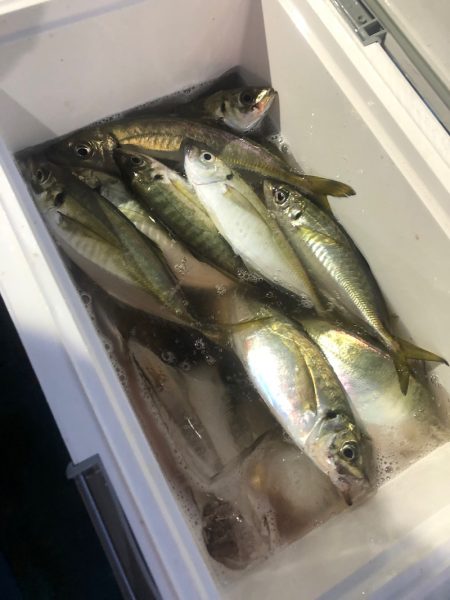 ヤザワ渡船 釣果