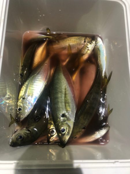 ヤザワ渡船 釣果