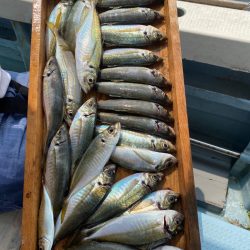 岡田釣船　八英丸 釣果