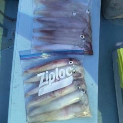 第二八坂丸 釣果