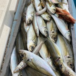 岡田釣船 八英丸 釣果