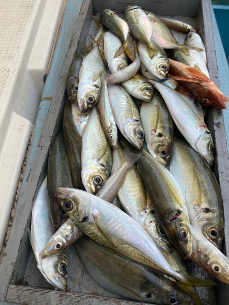 岡田釣船　八英丸 釣果