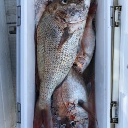 フィッシング キッタカ 釣果