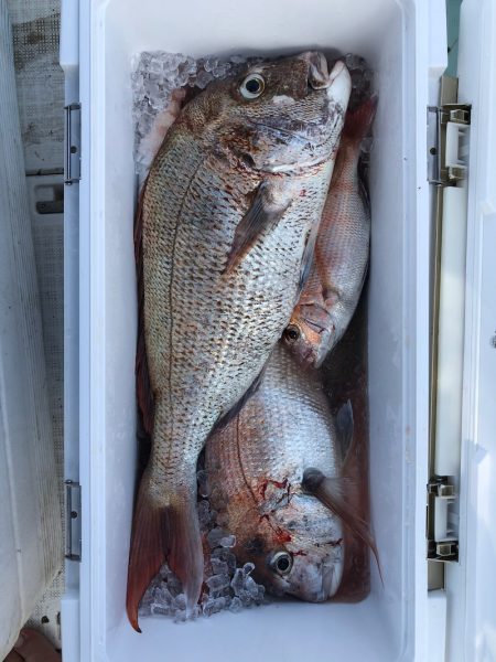 フィッシング キッタカ 釣果