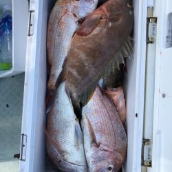 フィッシング キッタカ 釣果