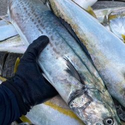 「LaGooN」蒼陽丸 日和号 釣果