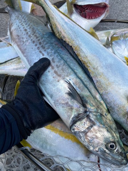 「LaGooN」蒼陽丸 日和号 釣果