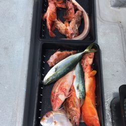 渡船屋たにぐち 釣果