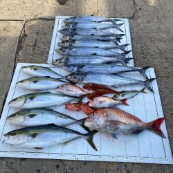 Monster Rush! 釣果