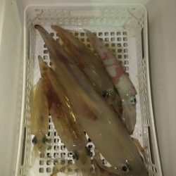 第二八坂丸 釣果