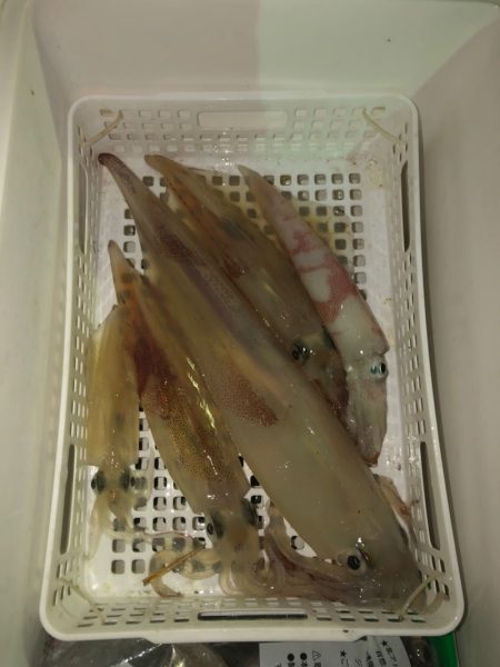 第二八坂丸 釣果